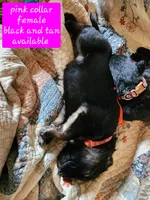 Akc Pink collar black and tan, a female German Shepherd Dog for sale in New Vienna, OH – 4 of 4