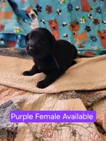 Akc purple female, a female German Shepherd Dog for sale in New Vienna, OH – Photo 3 of 5