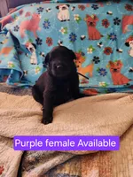 Akc purple female, a female German Shepherd Dog for sale in New Vienna, OH – Photo 4 of 5