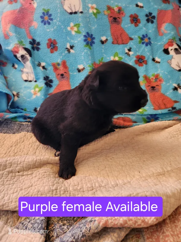 Akc purple female – German Shepherd Dog puppy for sale in New Vienna, OH