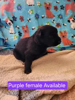 Akc purple female, a female German Shepherd Dog for sale in New Vienna, OH – Photo 1 of 5