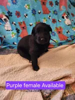 Akc purple female, a female German Shepherd Dog for sale in New Vienna, OH – Photo 5 of 5