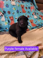 Akc purple female, a female German Shepherd Dog for sale in New Vienna, OH – Photo 2 of 5