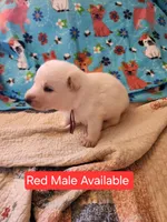 Akc red male, a male German Shepherd Dog for sale in New Vienna, OH – Photo 6 of 6