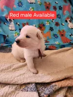 Akc red male, a male German Shepherd Dog for sale in New Vienna, OH – Photo 2 of 6