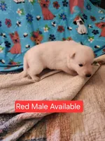 Akc red male, a male German Shepherd Dog for sale in New Vienna, OH – Photo 5 of 6