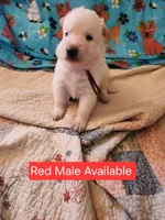 Akc red male, a male German Shepherd Dog for sale in New Vienna, OH – Photo 4 of 6