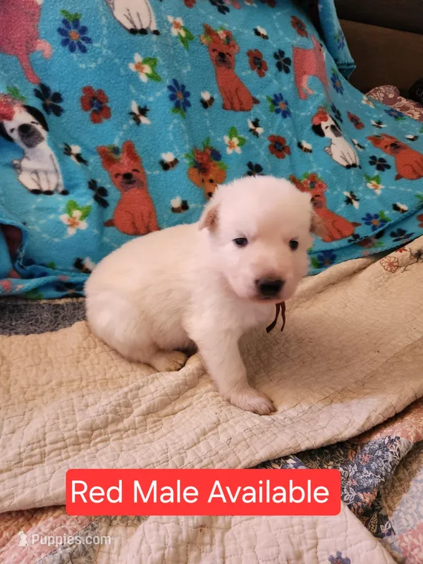 Akc red male, a male German Shepherd Dog for sale in New Vienna, OH – Photo 1 of 6