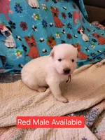 Akc red male, a male German Shepherd Dog for sale in New Vienna, OH – Photo 1 of 6