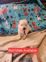Akc red male, a male German Shepherd Dog for sale in New Vienna, OH – Photo 3 of 6