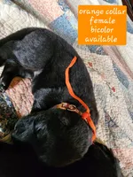 Akc Orange collar bicolor, a female German Shepherd Dog for sale in New Vienna, OH – 3 of 6