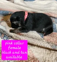 Akc Pink collar black and tan, a female German Shepherd Dog for sale in New Vienna, OH – 1 of 4
