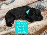Akc Teal collar Black, a female German Shepherd Dog for sale in New Vienna, OH – 3 of 6