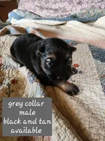 Akc grey collar black and tan, a male German Shepherd Dog for sale in New Vienna, OH – 3 of 6