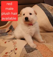 Akc red male plush hair, a male German Shepherd Dog for sale in New Vienna, OH – 2 of 6