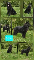 Akc yellow collar black and tan, a male German Shepherd Dog for sale in New Vienna, OH – 6 of 6