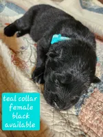 Akc Teal collar Black, a female German Shepherd Dog for sale in New Vienna, OH – 2 of 6