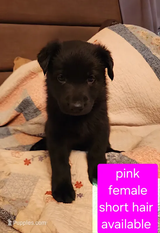 Akc Pink female short hair  – German Shepherd Dog puppy for sale in New Vienna, OH