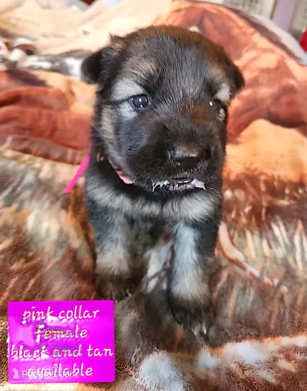 Akc Pink collar black and tan – German Shepherd Dog puppy for sale in New Vienna, OH