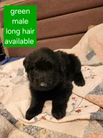 Akc green male long hair, a male German Shepherd Dog for sale in New Vienna, OH – 2 of 6