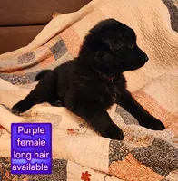 Akc purple female long hair, a female German Shepherd Dog for sale in New Vienna, OH – 4 of 6