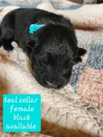 Akc Teal collar Black, a female German Shepherd Dog for sale in New Vienna, OH – 4 of 6