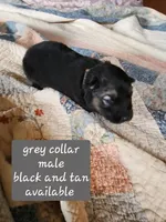 Akc grey collar black and tan, a male German Shepherd Dog for sale in New Vienna, OH – 4 of 6