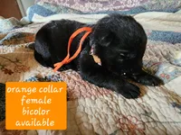 Akc Orange collar bicolor, a female German Shepherd Dog for sale in New Vienna, OH – 4 of 6