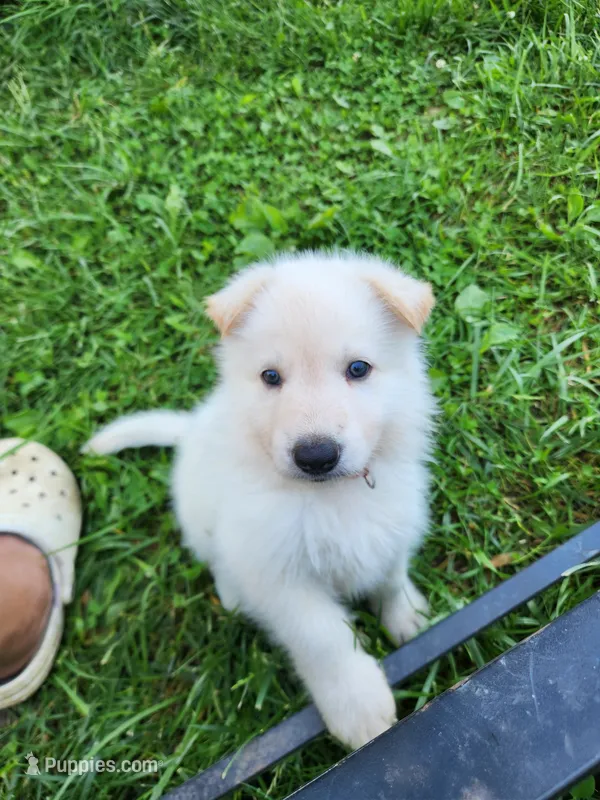 Akc red male plush hair – German Shepherd Dog puppy for sale in New Vienna, OH