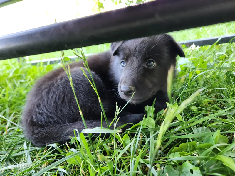 Akc Pink female short hair  – German Shepherd Dog puppy for sale in New Vienna, OH