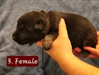 3. Black and tan bicolor, a female German Shepherd Dog for sale in New Vienna, OH – Photo 2 of 6