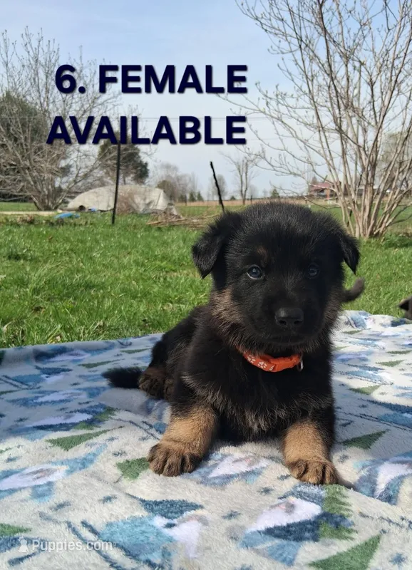 3. Black and tan bicolor – German Shepherd Dog puppy for sale in New Vienna, OH