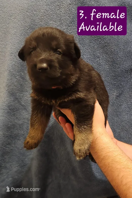 3. Black and tan bicolor