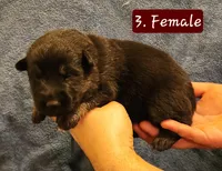 3. Black and tan bicolor, a female German Shepherd Dog for sale in New Vienna, OH – Photo 1 of 6