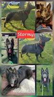 Akc red male plush hair, a male German Shepherd Dog for sale in New Vienna, OH – 5 of 6
