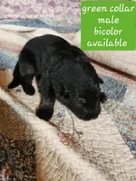 Akc green collar bicolor, a male German Shepherd Dog for sale in New Vienna, OH – 3 of 6