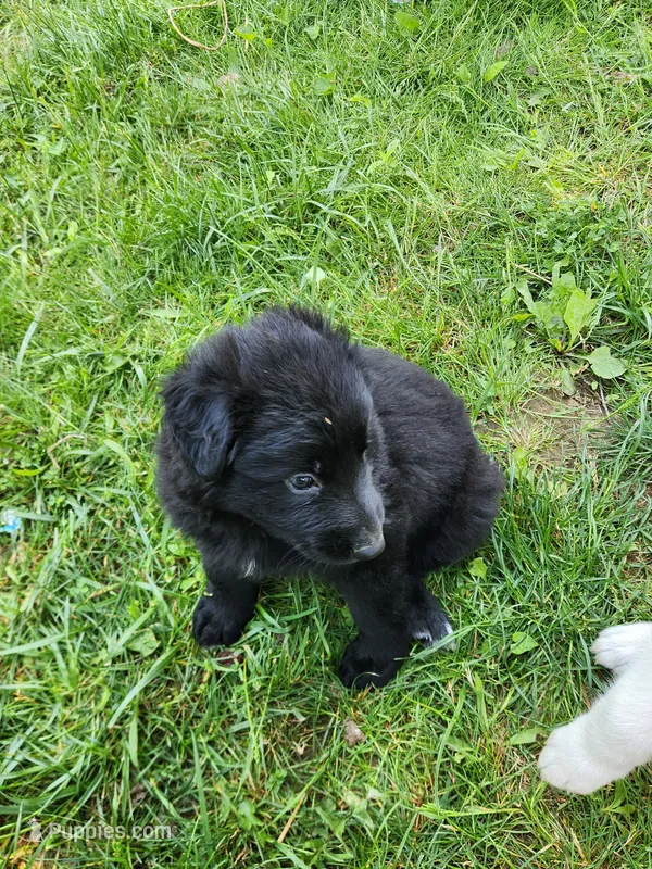 Akc purple female long hair – German Shepherd Dog puppy for sale in New Vienna, OH