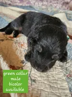 Akc green collar bicolor, a male German Shepherd Dog for sale in New Vienna, OH – 4 of 6