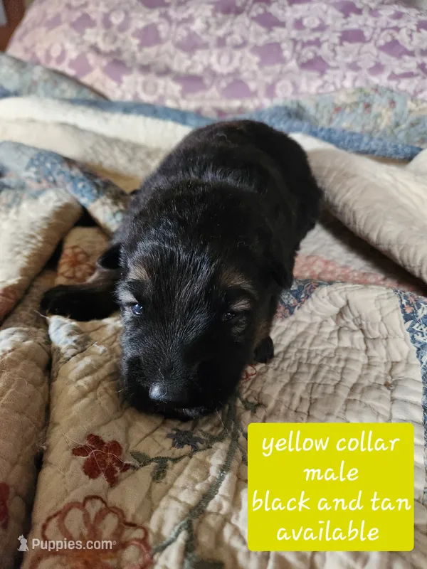 Akc yellow collar black and tan – German Shepherd Dog puppy for sale in New Vienna, OH
