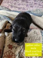 Akc yellow collar black and tan, a male German Shepherd Dog for sale in New Vienna, OH – 1 of 6