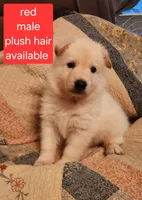 Akc red male plush hair, a male German Shepherd Dog for sale in New Vienna, OH – 3 of 6