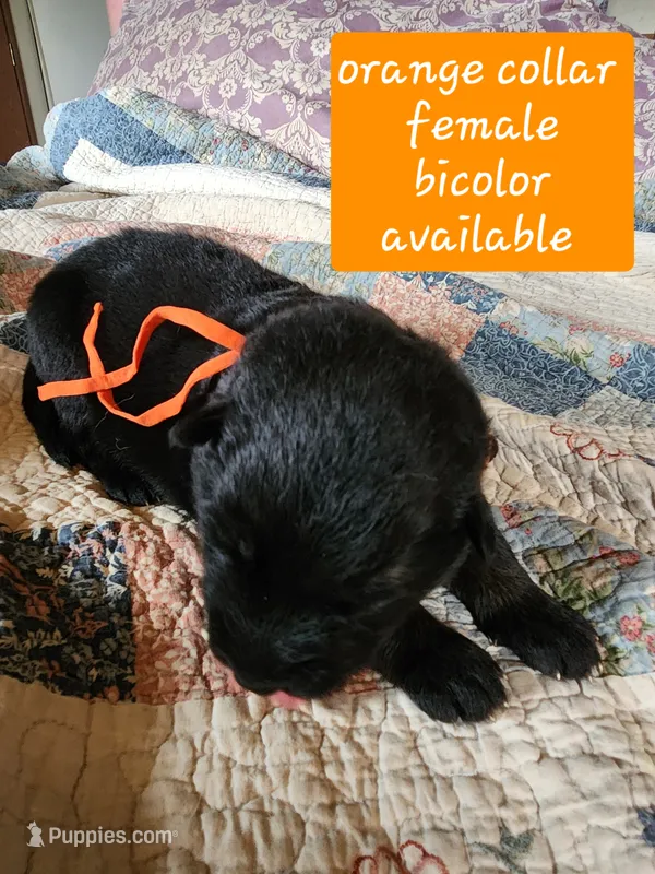 Akc Orange collar bicolor – German Shepherd Dog puppy for sale in New Vienna, OH