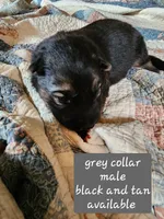 Akc grey collar black and tan, a male German Shepherd Dog for sale in New Vienna, OH – 2 of 6