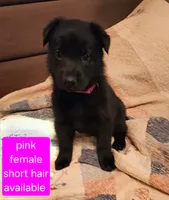Akc Pink female short hair , a female German Shepherd Dog for sale in New Vienna, OH – 2 of 6