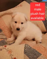Akc red male plush hair, a male German Shepherd Dog for sale in New Vienna, OH – 4 of 6
