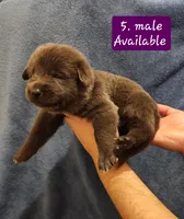 5. Blue male, a male German Shepherd Dog for sale in New Vienna, OH – Photo 1 of 5