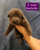 5. Blue male, a male German Shepherd Dog for sale in New Vienna, OH – Photo 2 of 5