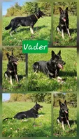 5. Blue male, a male German Shepherd Dog for sale in New Vienna, OH – Photo 5 of 5