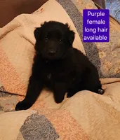 Akc purple female long hair, a female German Shepherd Dog for sale in New Vienna, OH – 3 of 6