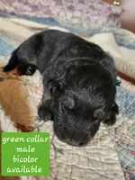 Akc green collar bicolor, a male German Shepherd Dog for sale in New Vienna, OH – 2 of 6